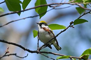 018 Warbler, Chestnut-sided, 2023-05150930 Parker river NWR, MA